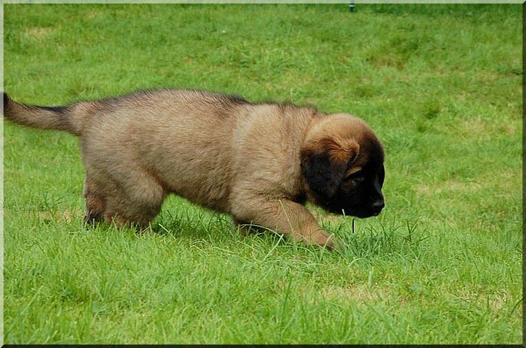 leonberger 090.jpg